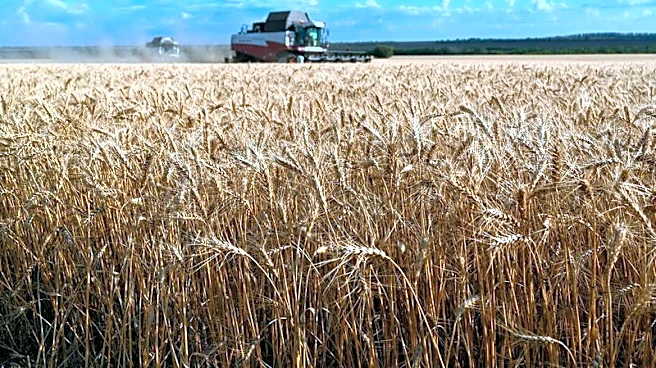 Sovecon revisa al alza las previsiones de exportación de la cosecha de trigo de Rusia