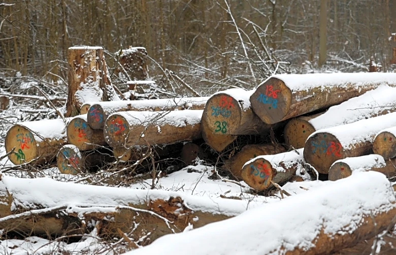 La UE eximirá al cuero de ley contra la deforestación tras presión del sector, dicen funcionarios