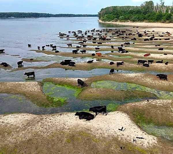 Los niveles del Danubio alcanzan su mínimo en 30 años, lo que dificulta la agricultura y la navegación