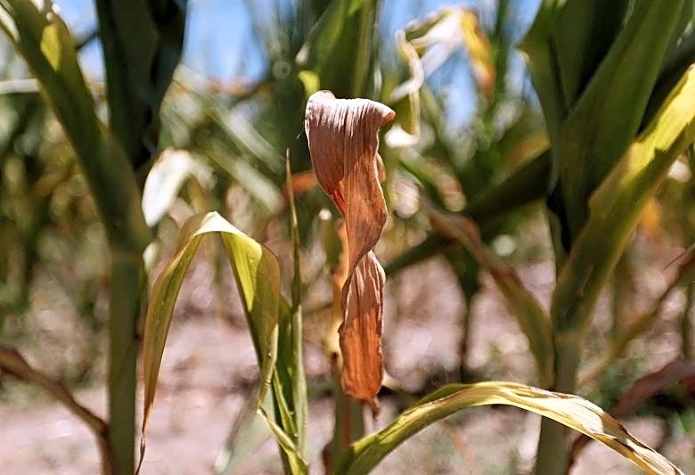 La cosecha de maíz en Francia se deteriora aún más debido a prolongada ola de calor