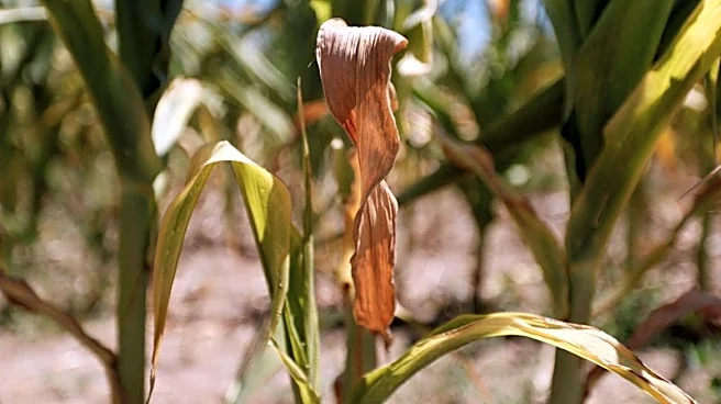 La cosecha de maíz en Francia se deteriora aún más debido a prolongada ola de calor