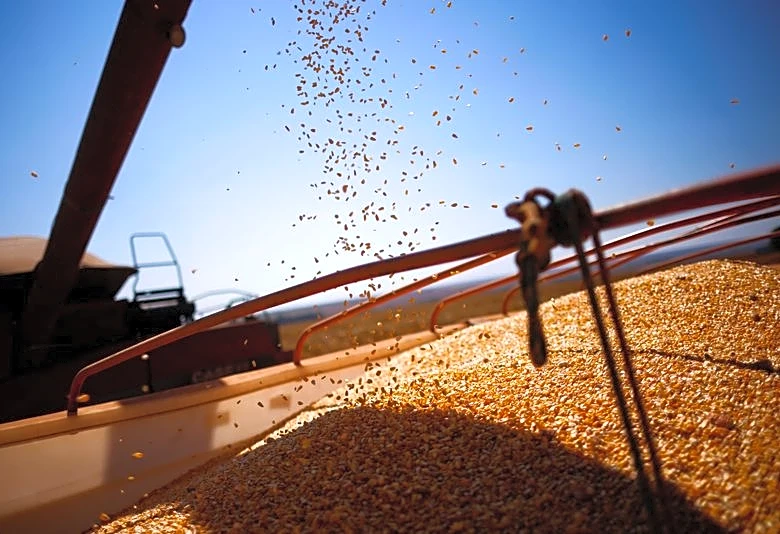 La recolección de la segunda cosecha de maíz en el centro-sur de Brasil alcanza el 60%, dice AgRural