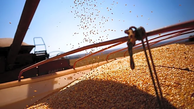 La recolección de la segunda cosecha de maíz en el centro-sur de Brasil alcanza el 60%, dice AgRural