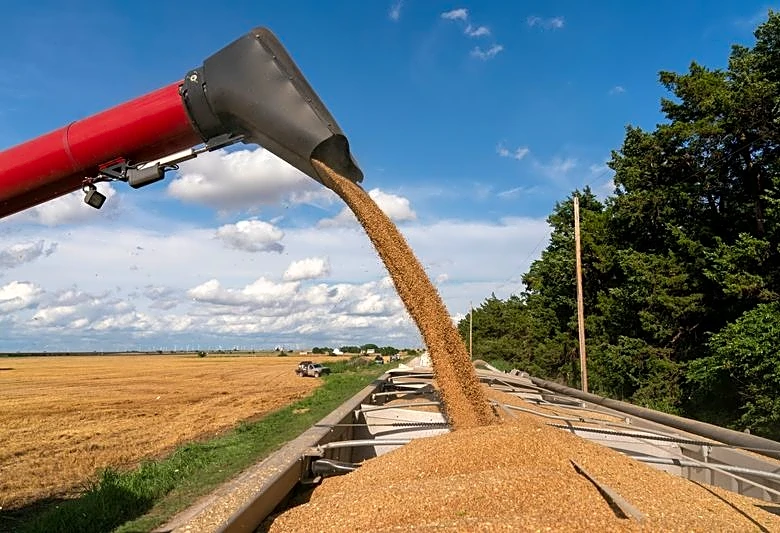 Cereales en Chicago se hunden por baja del petróleo, condiciones meteorológicas y operaciones técnicas