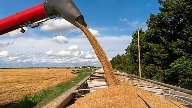 Cereales en Chicago se hunden por baja del petróleo, condiciones meteorológicas y operaciones técnicas