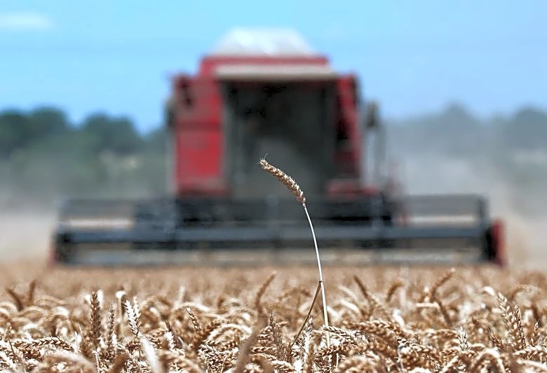 Exportaciones de trigo blando de la UE en 2026/27 caen un 61% al 26 de julio
