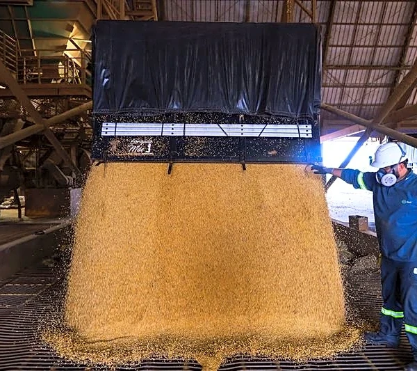 ANEC revisa a la baja las previsiones de exportación de soja y maíz de Brasil para julio