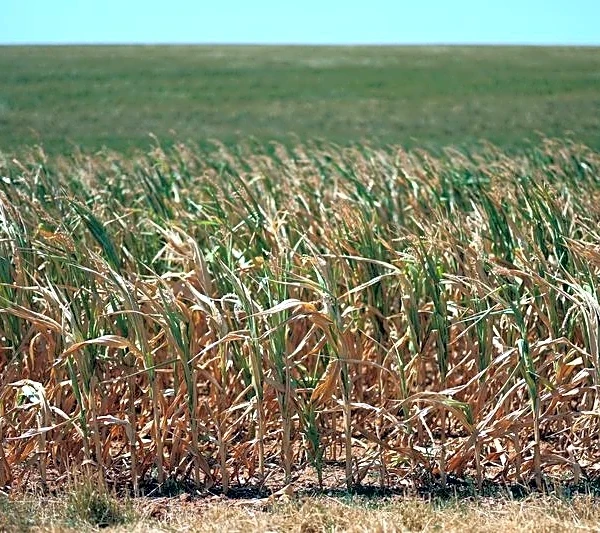 Soja y maíz repuntan mientras altas temperaturas afectan previsiones de cosecha en EEUU