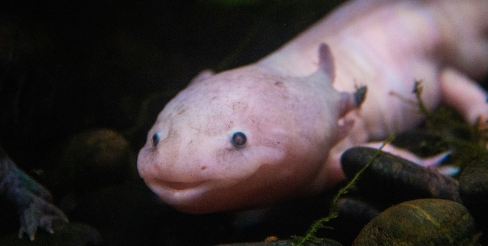 VIDEO | Scientists test tiny ID chips to help conserve critically endangered Mexican salamanders