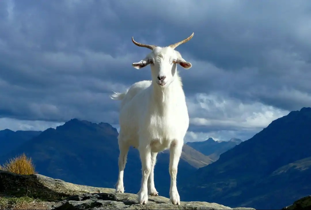 471 Goats Deployed to Prevent Wildfires in California