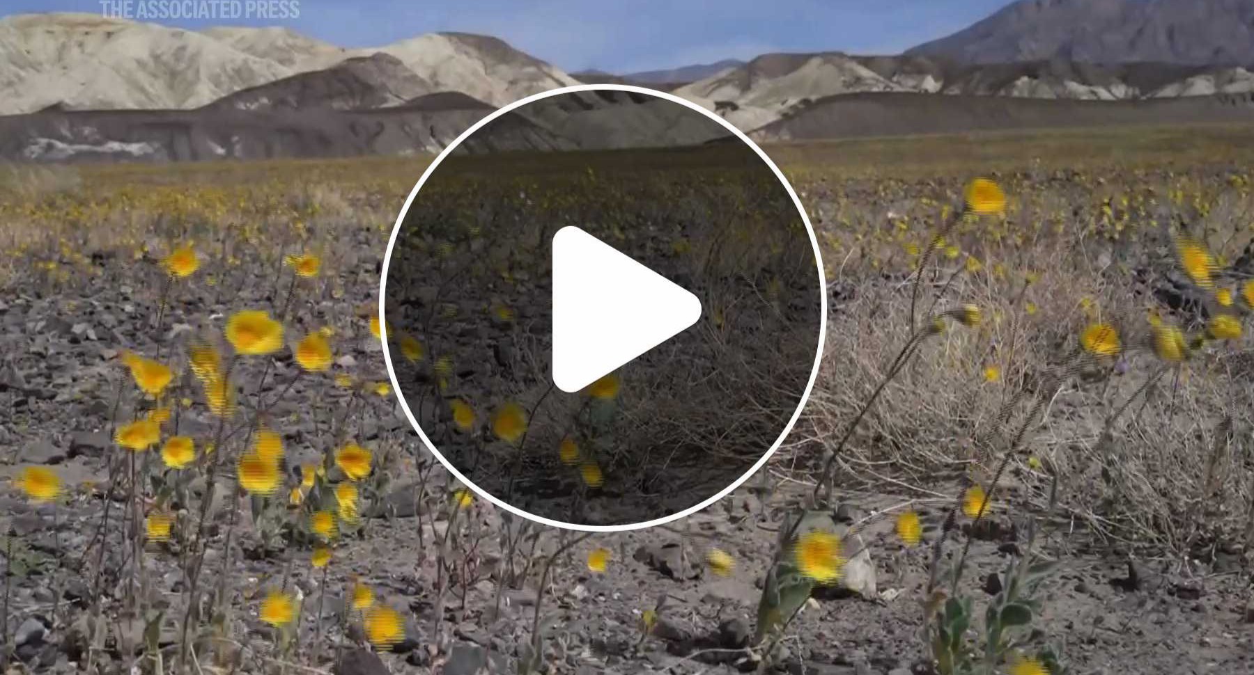 VIDEO | Wildflowers are blooming in the driest place in North America — but not for long