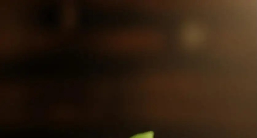 Streaming Services Offer Deals on Nature Documentaries Ahead of Black Friday