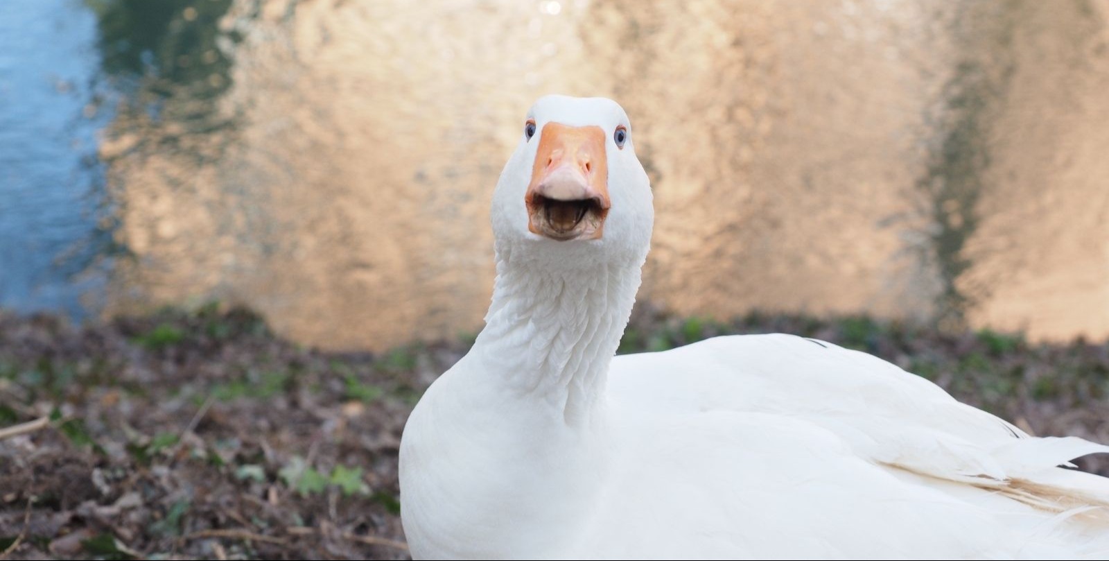 VIDEO | Romanian firefighters conduct special operation to save goose stuck in ice on Bucharest lake
