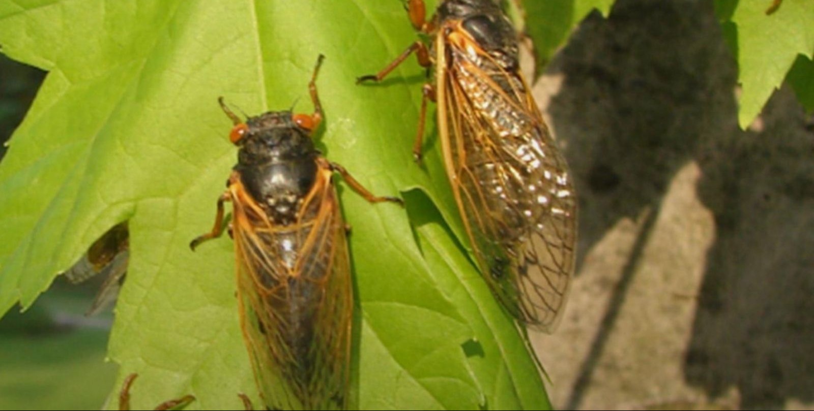 5 invasive species scientists say are spreading to new parts of the U.S.