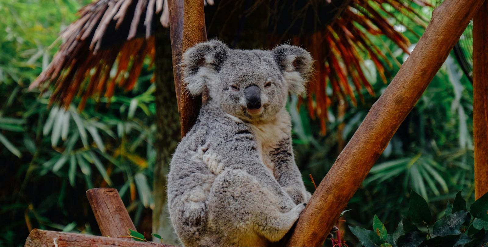 VIDEO | Koala hitches ride on Australian bus before release back into the wild