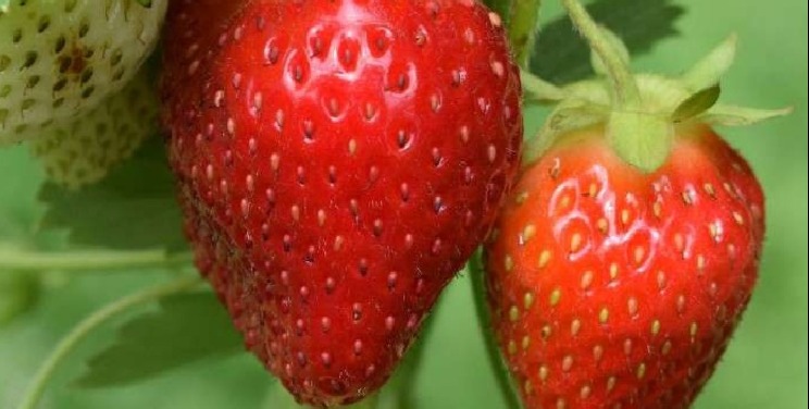 VIDEO | LED technology brings strawberries to Christmas table in UK
