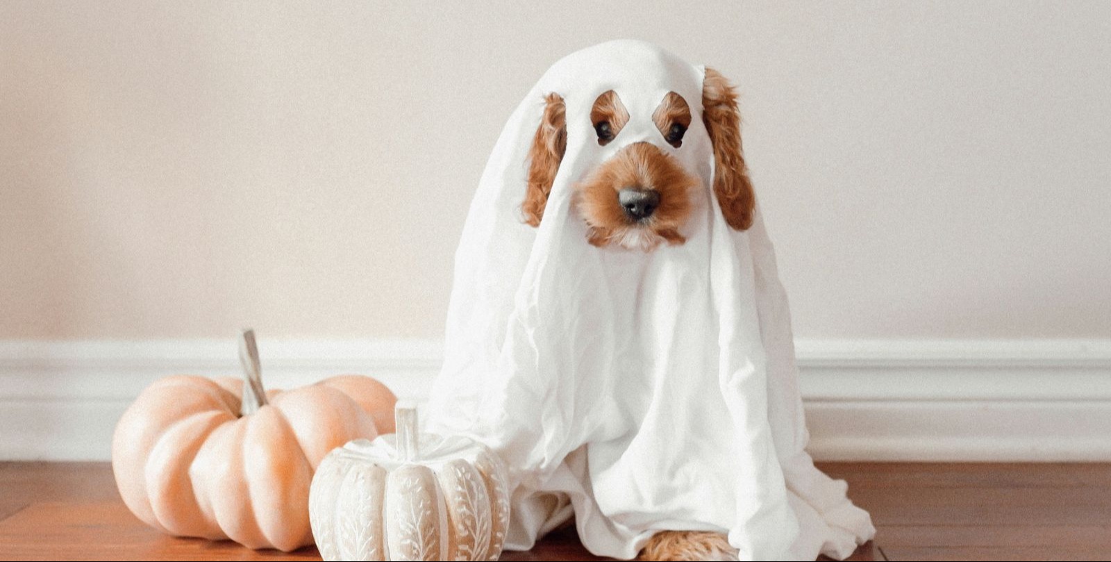 VIDEO | Dozens of costumed canines go trick-or-treating during annual 'Howloween' event in Michigan