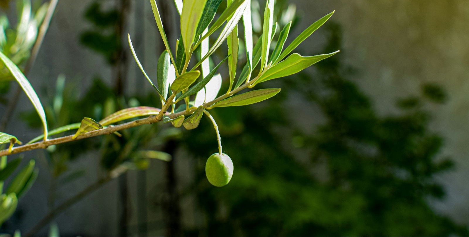VIDEO | Israeli settlers attack Palestinian olive harvesters and activists