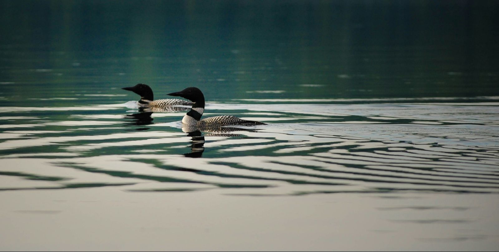 VIDEO | More loons are filling Maine's lakes with their ghost-like calls