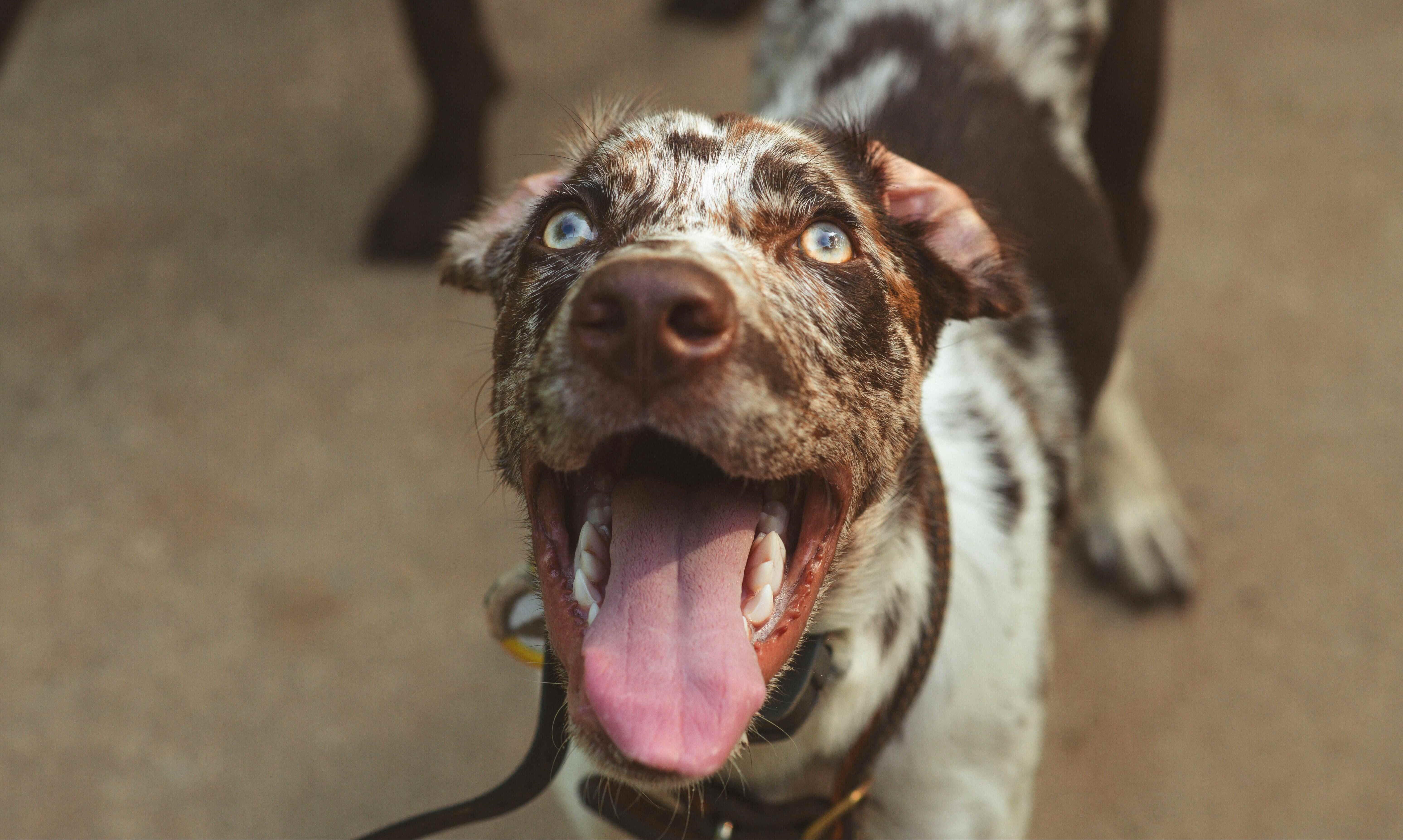 El Catahoula: Un Perro Multifuncional de Origen Estadounidense