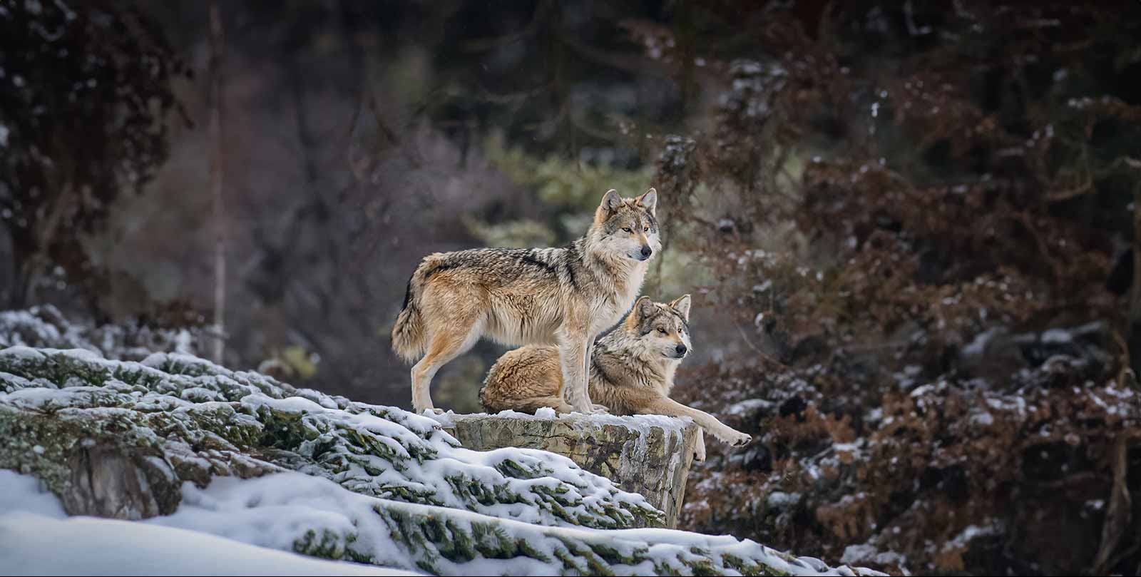 Chernobyl full of life as wildlife reoccupies a radioactive landscape
