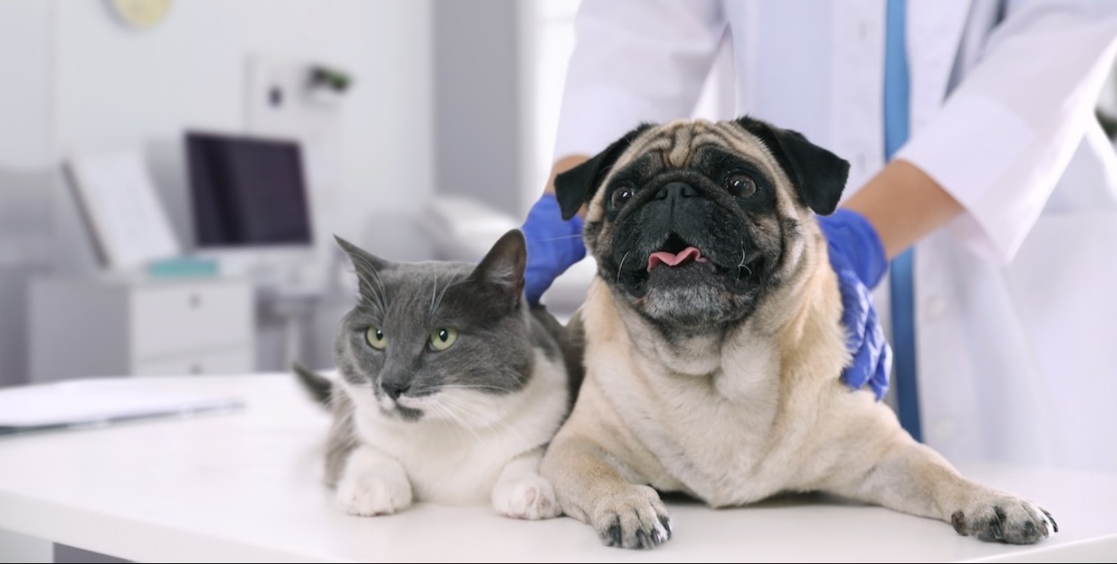 The Rising Cost of Veterinary Care: Is Pet Insurance a Necessary Safety Net?