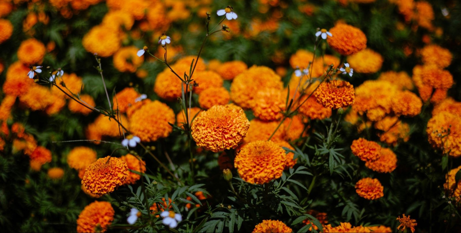 VIDEO | Climate change puts Mexico’s Day of the Dead flowers at risk