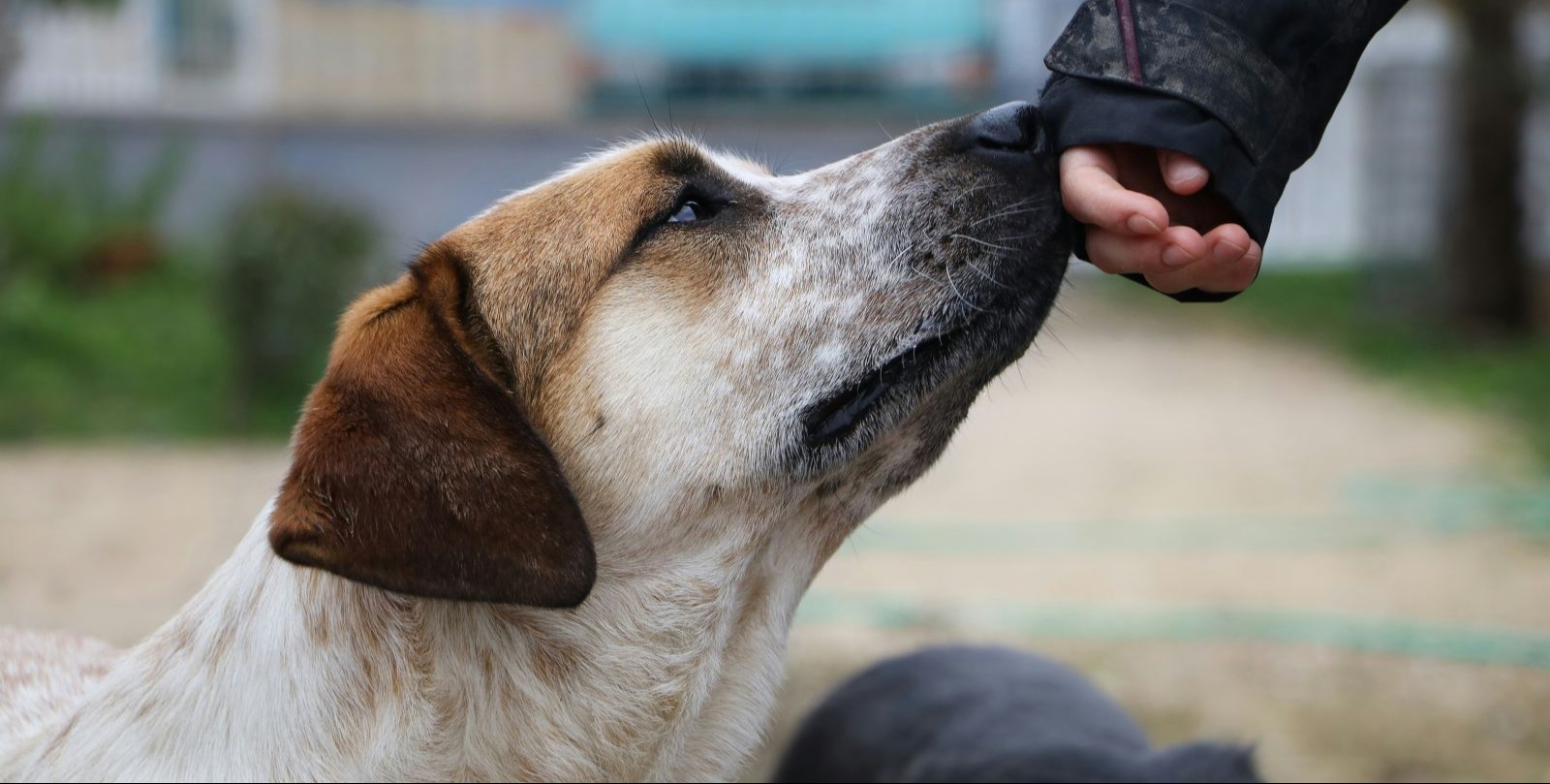 VIDEO | Thai villagers stay behind to feed animals and guard empty homes as border clashes force mass evacuations