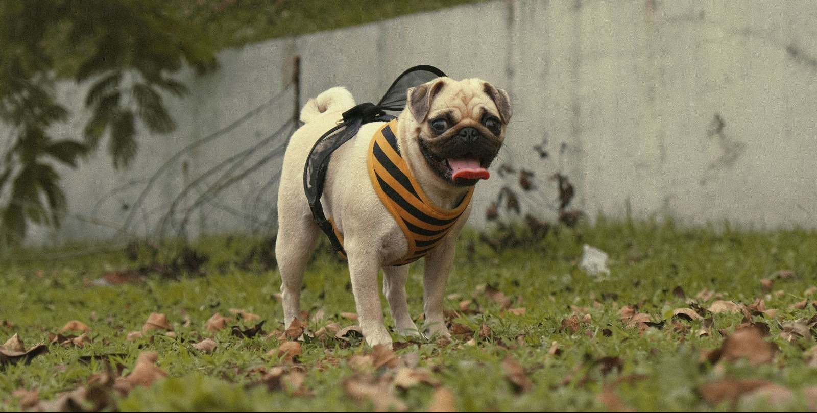 VIDEO | Lagos dog carnival celebrates growing canine culture in Nigeria’s commercial hub