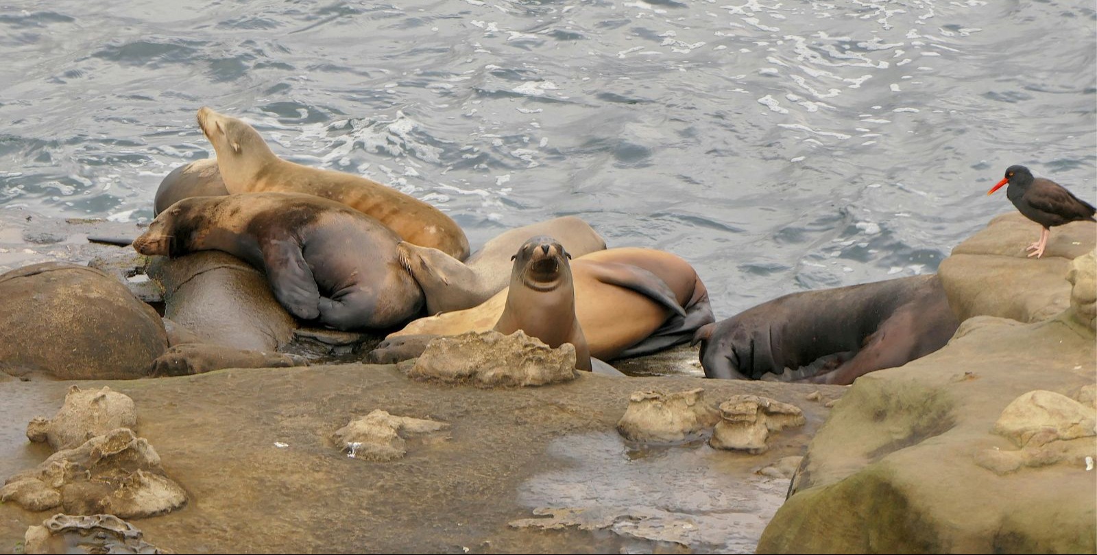 VIDEO | Some animals have evolved extreme ways to sleep during dangerous situations