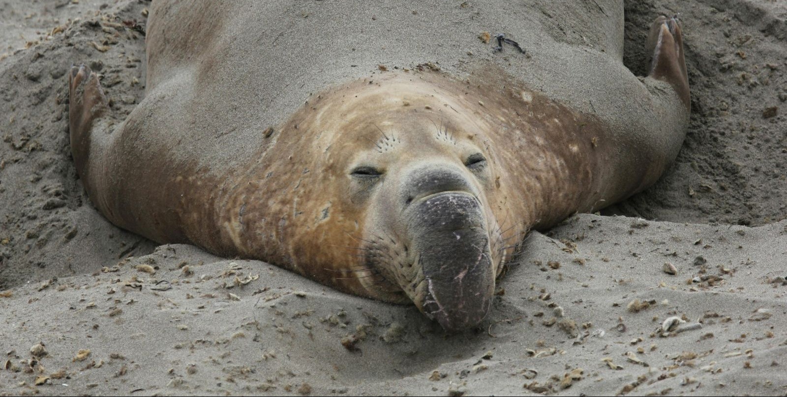 VIDEO | Elephant seals, nature’s heavyweights, haul out along the California coastline