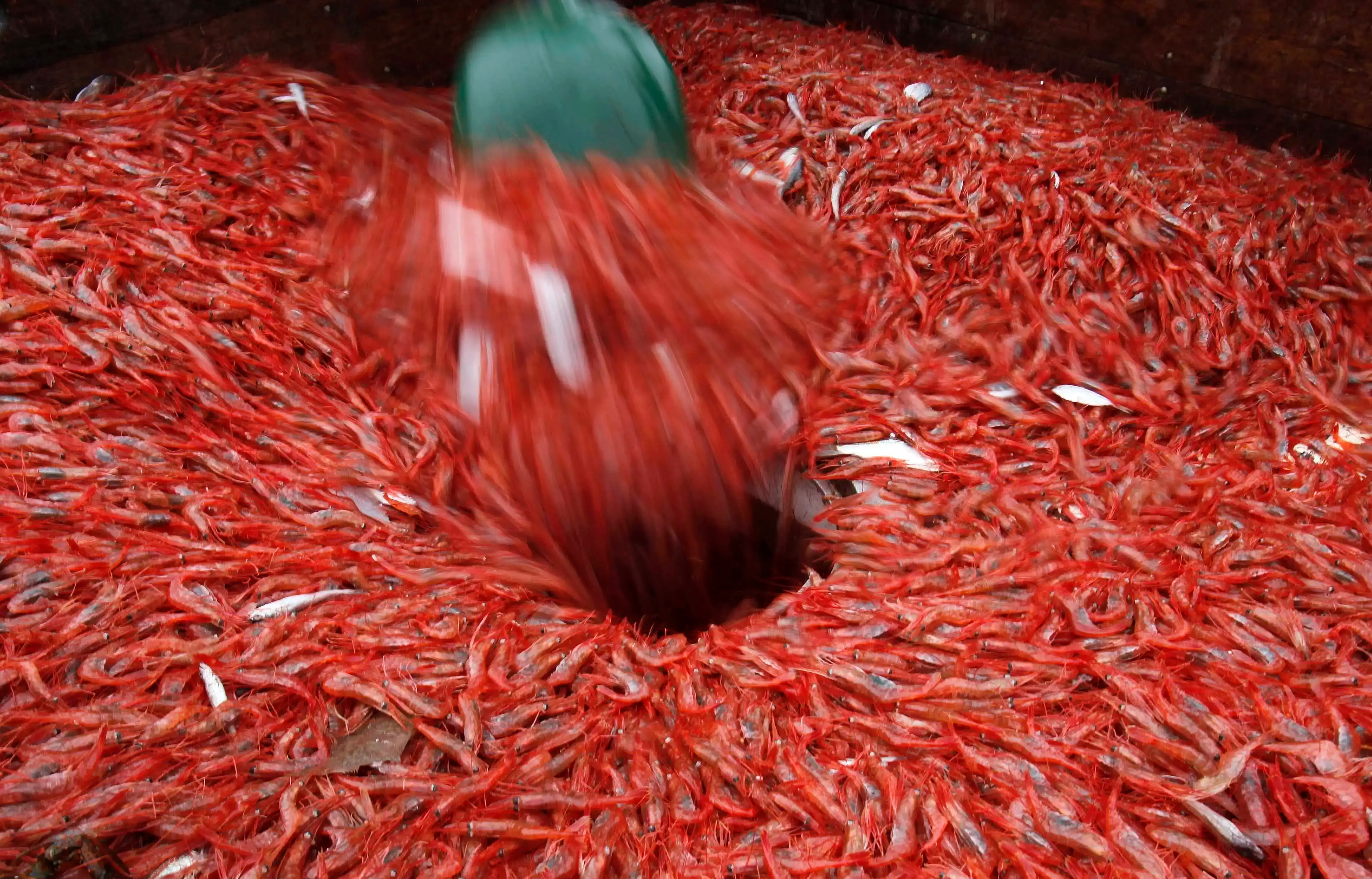 New England's shrimp industry is struggling, with fishermen catching few in 2025