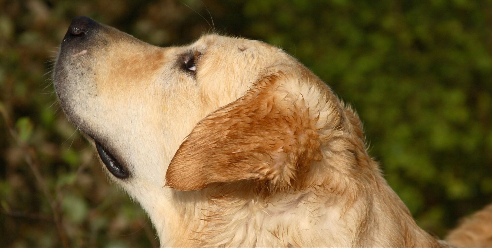 VIDEO | Rescuers pluck dog from the side of a San Francisco cliff