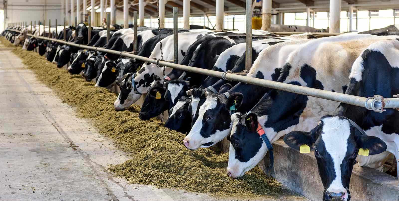 VIDEO | Trump says US could buy Argentinian beef to try to bring down prices for US consumers