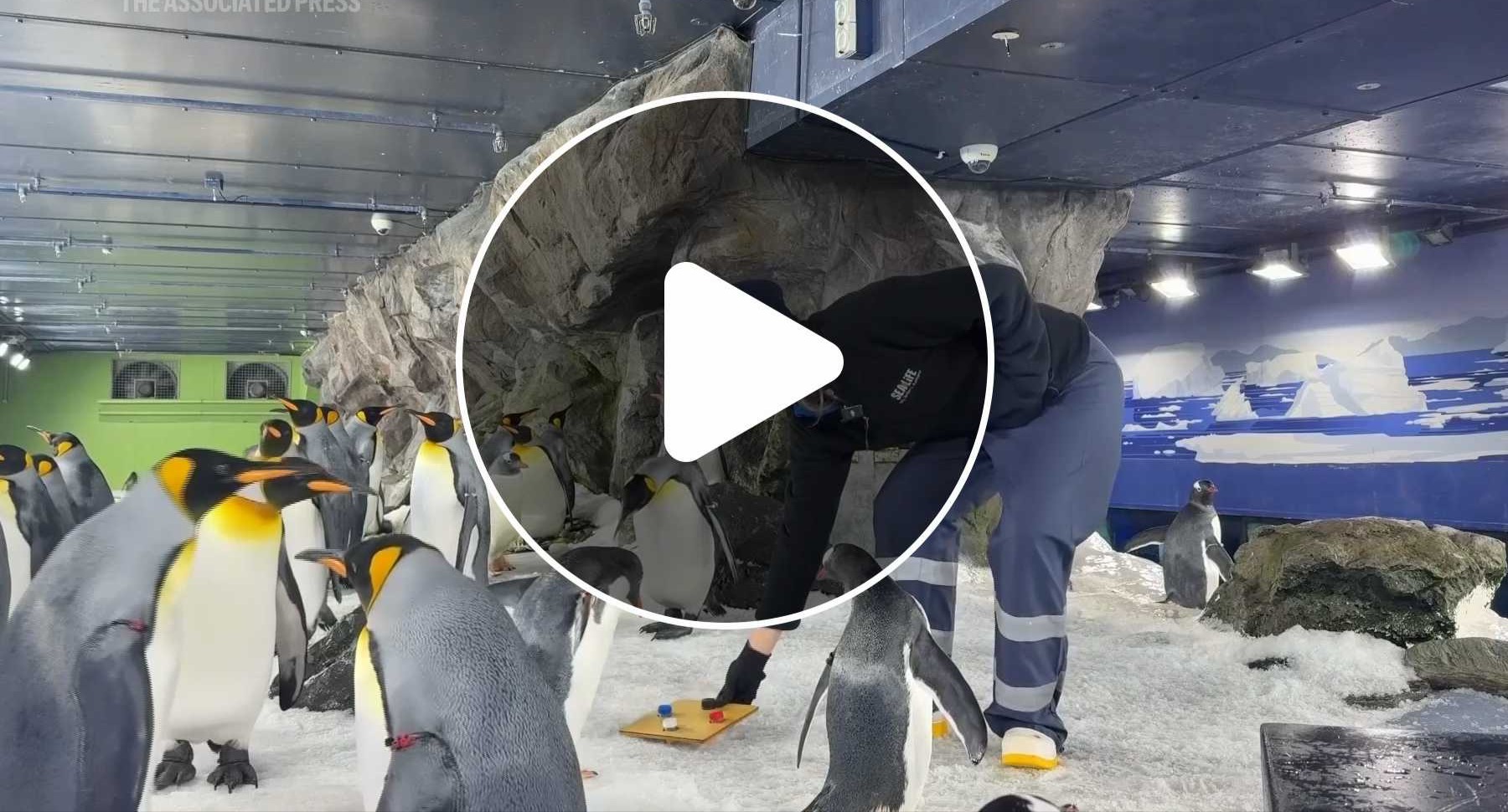 VIDEO | Studies show penguins are attracted to harmful white plastics
