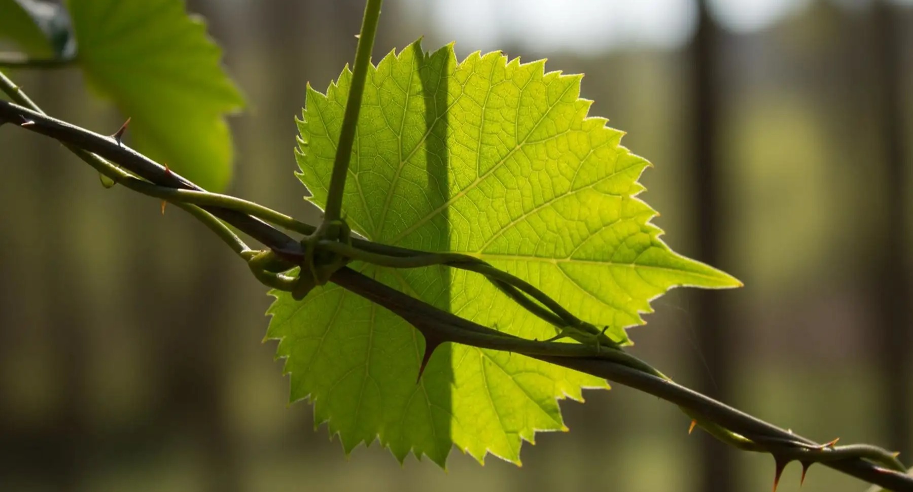 Invasive Species Explained: How They Spread and Disrupt Ecosystems