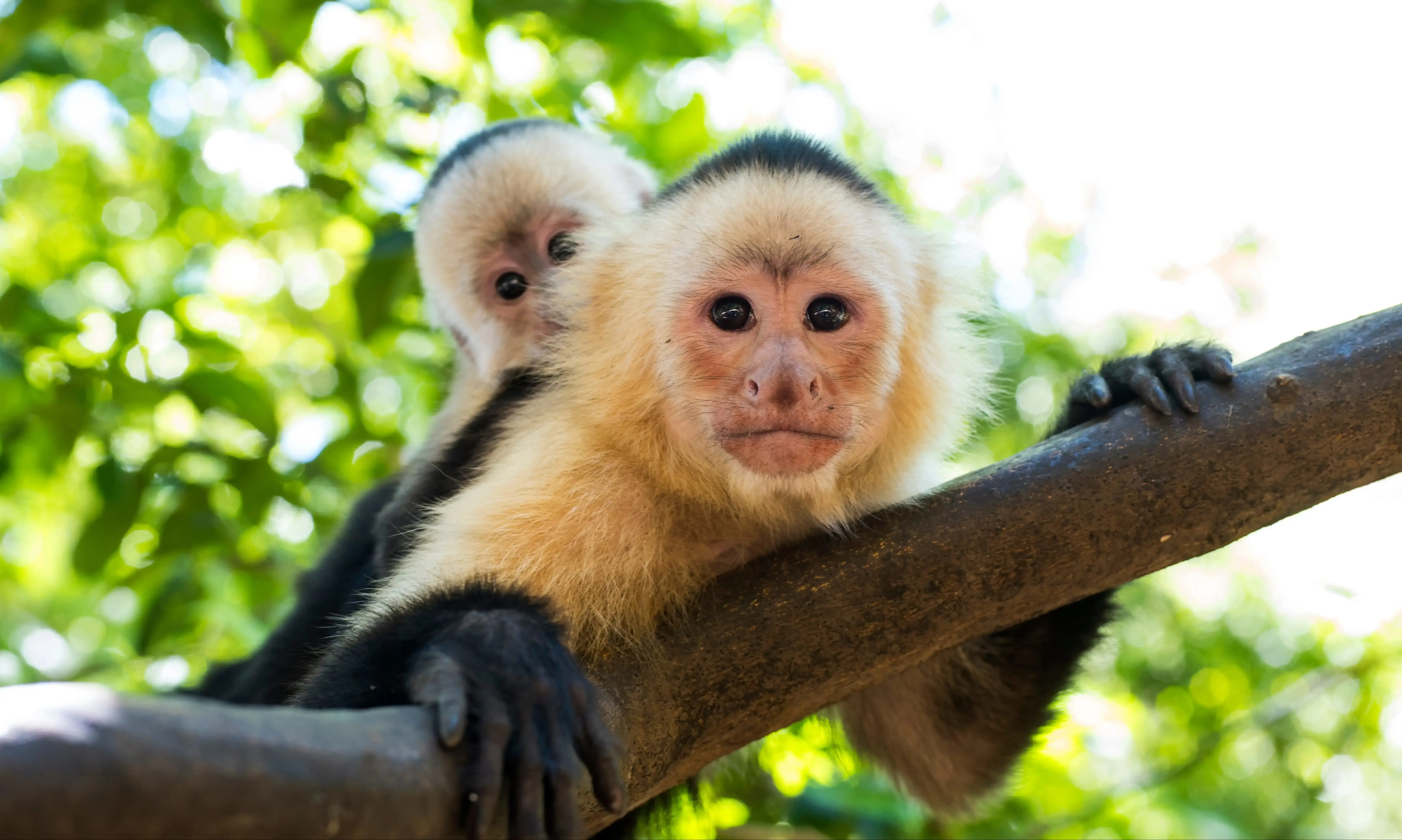 Zookeeper shares update on Punch the monkey, whether he has a girlfriend