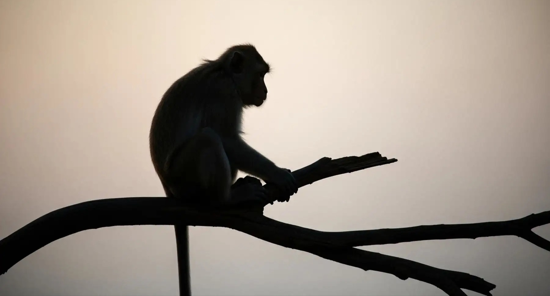 VIDEO | A once critically endangered monkey has seen a promising population rebound