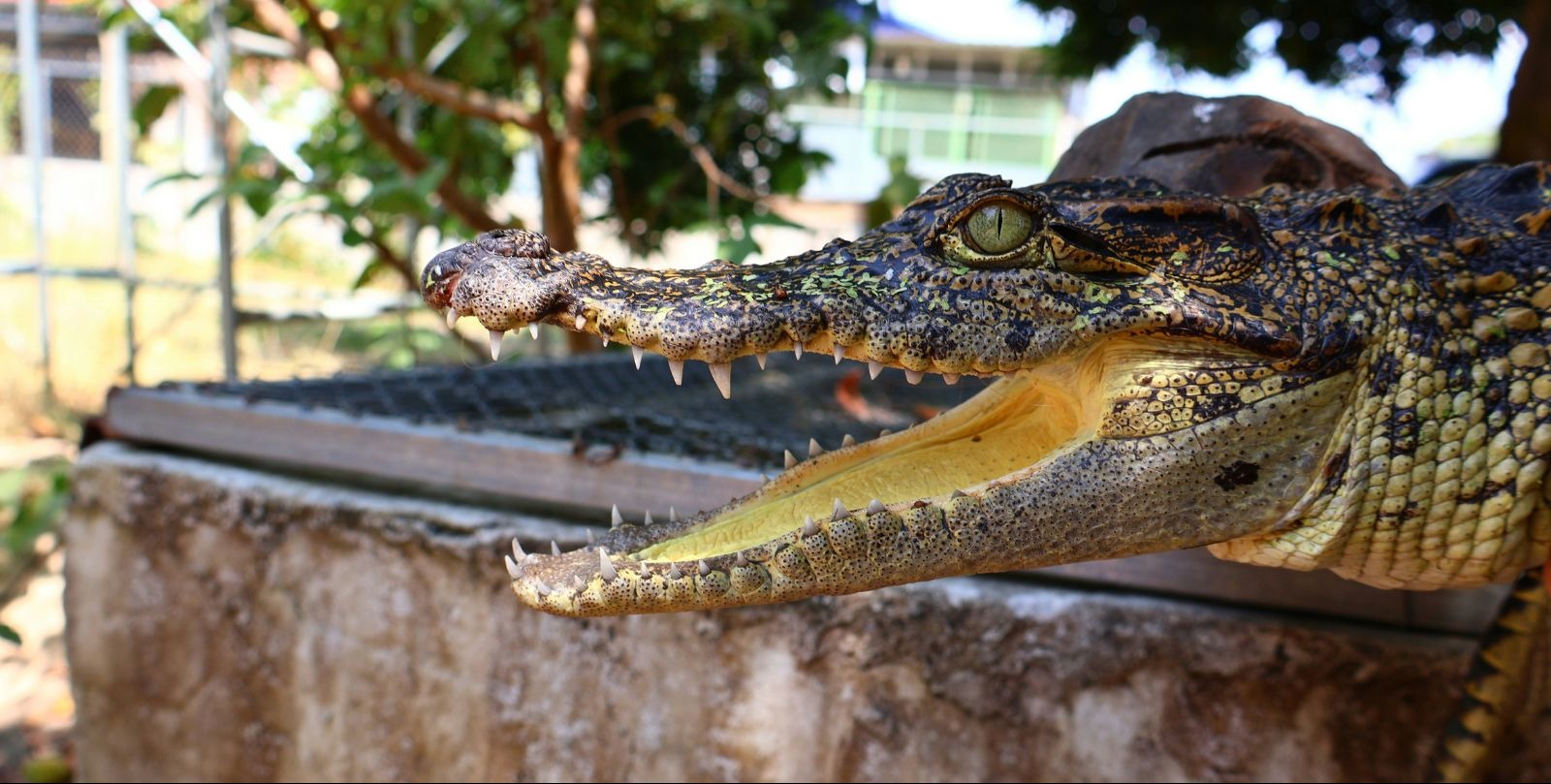 VIDEO | New law could help conserve popular pet crocodiles in Australia