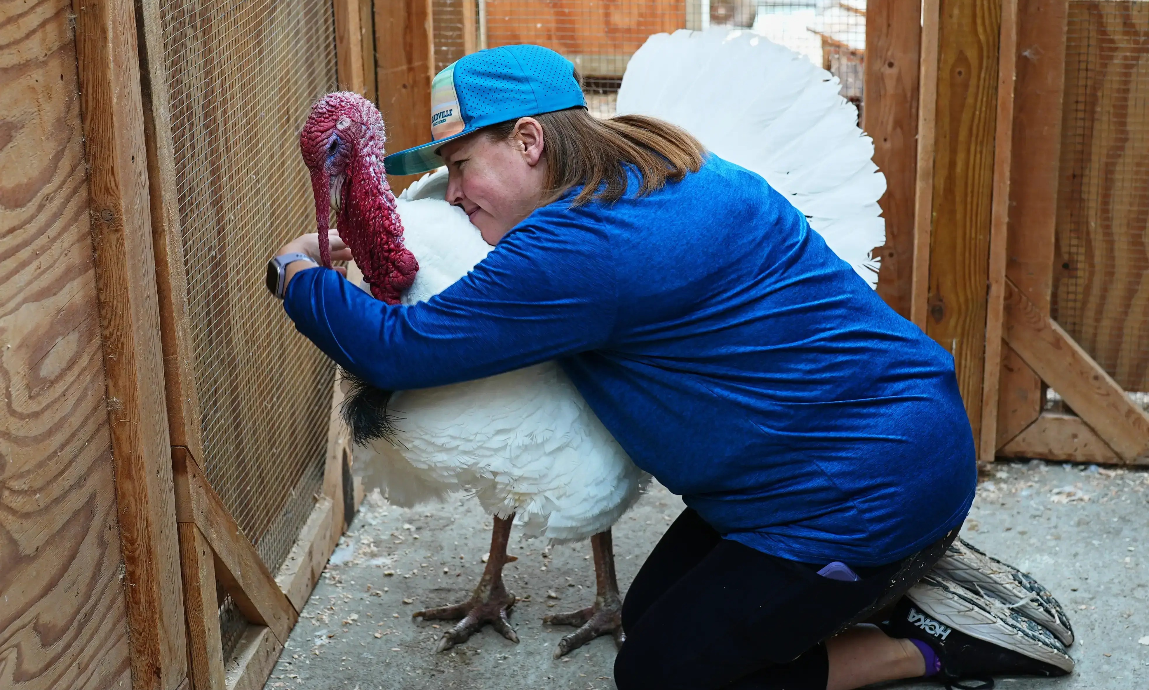 VIDEO | Sanctuaries promote adopt-a-turkey programs during Thanksgiving