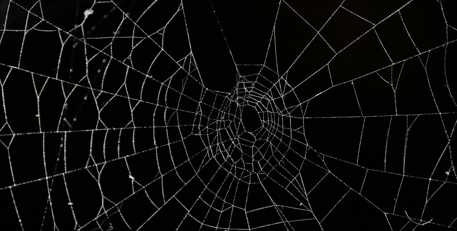 VIDEO | Arachnid super-web reveals the surprising 'constant party' life of cohabiting spiders