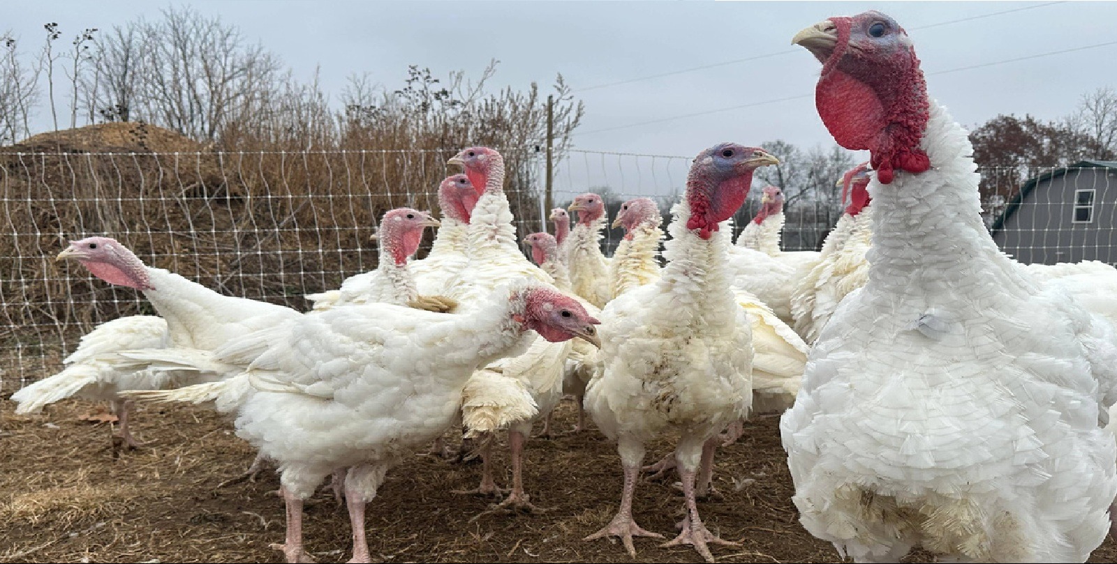 VIDEO | Stores keep down prices in tough year for turkeys, but some Thanksgiving items could cost more