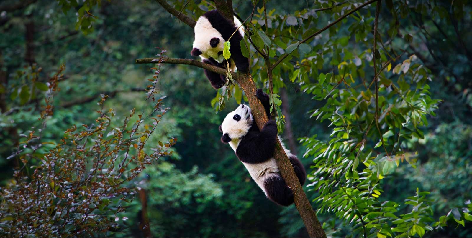 VIDEO | Japan will be without a panda for the first time in 50 years with twins to leave Tokyo zoo