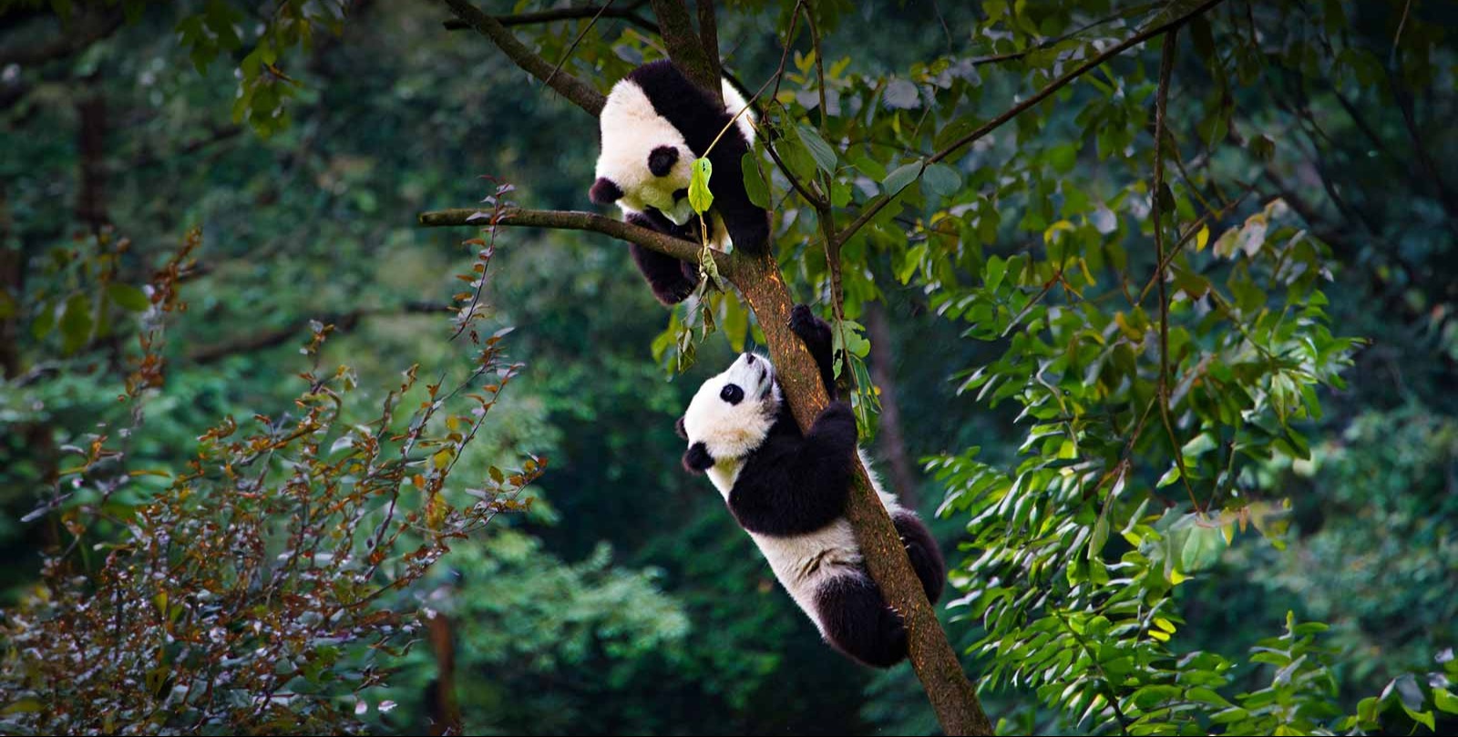 VIDEO | Panda-tastic! Giant pandas and red pandas enjoy early holiday treats at Berlin and Cincinnati zoos