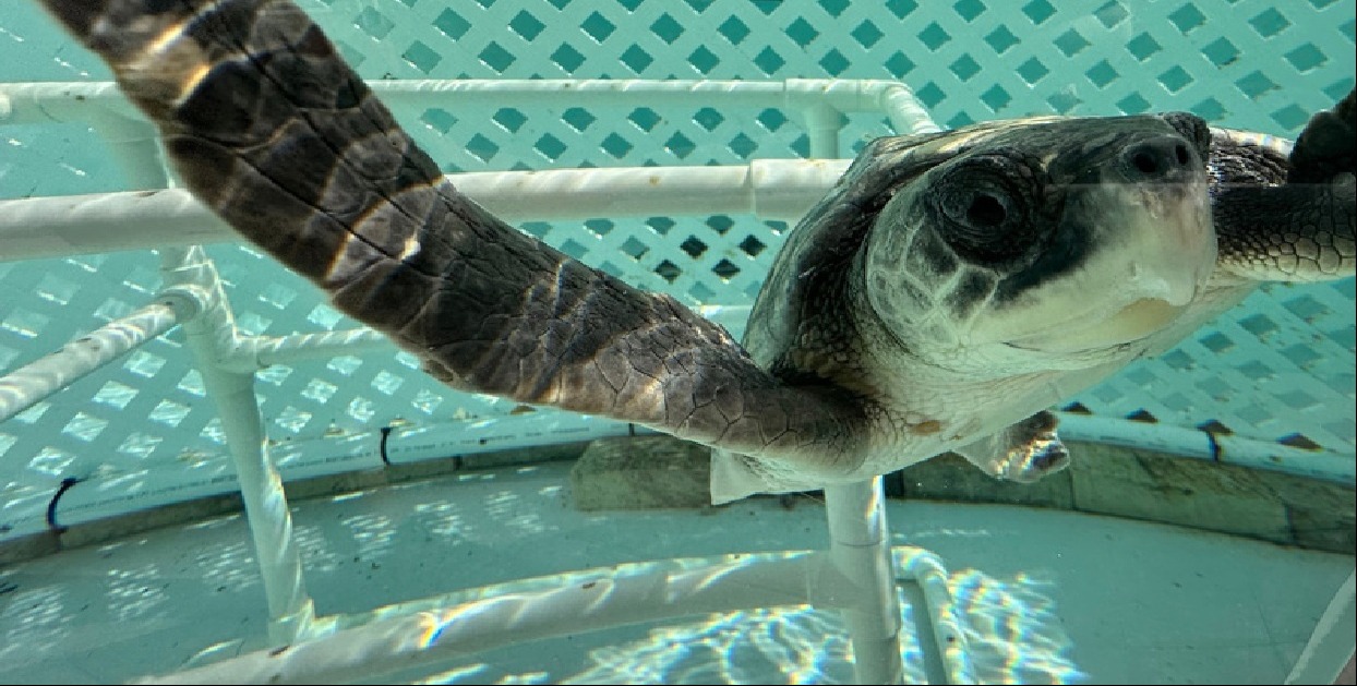 Kemp’s Ridley sea turtles find refuge in Florida after Cape Cod rescue