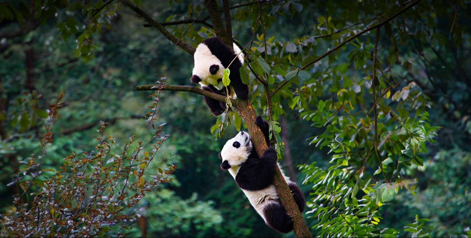 VIDEO | Two giant pandas arrive in Malaysia