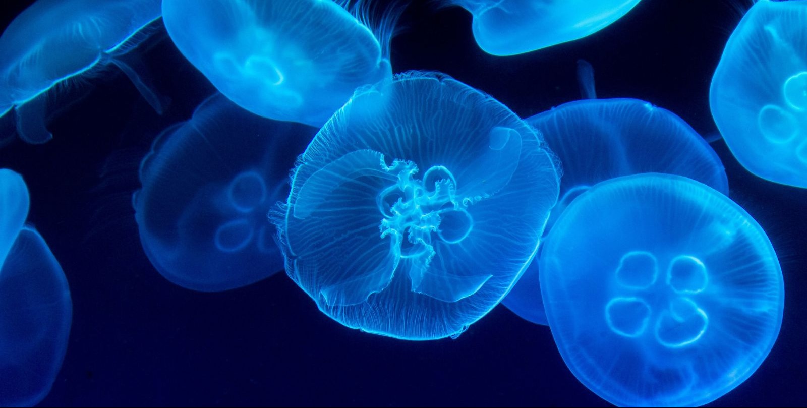 VIDEO | No brain? Doesn't matter when it comes to sleep. Study finds brain-less jellyfish sleep like humans