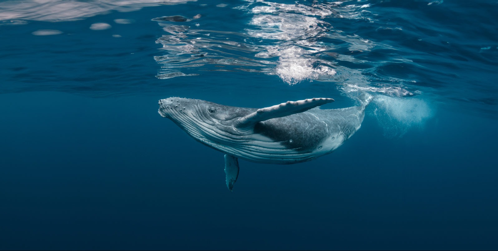 Why are gray whales dying in San Francisco's waters? US scientists search for clues
